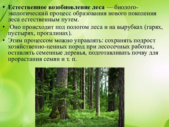 Естественное возобновление леса — биолого-экологический процесс образования нового поколения леса естественным