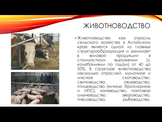ЖИВОТНОВОДСТВО Животноводство как отрасль сельского хозяйства в Алтайском крае является одной