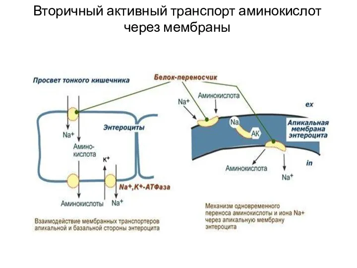 Вторичный активный транспорт аминокислот через мембраны