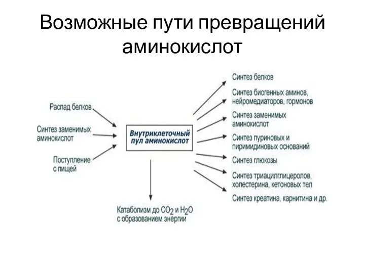 Возможные пути превращений аминокислот