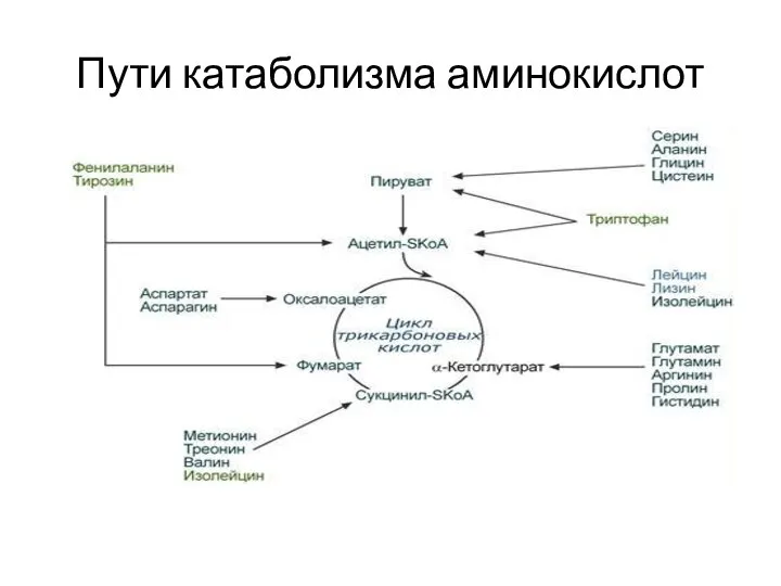 Пути катаболизма аминокислот