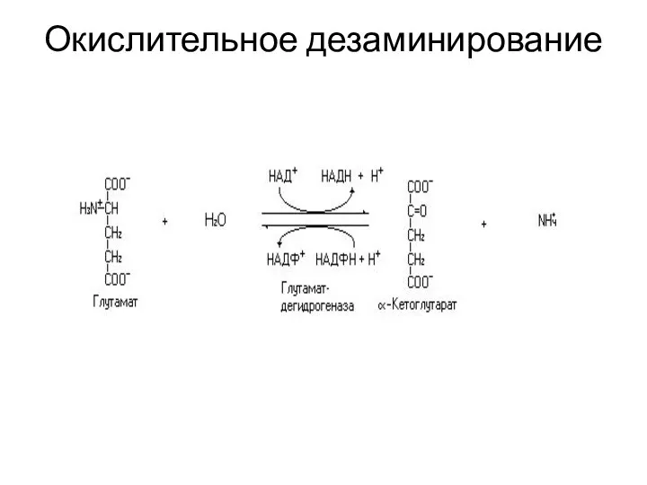 Окислительное дезаминирование