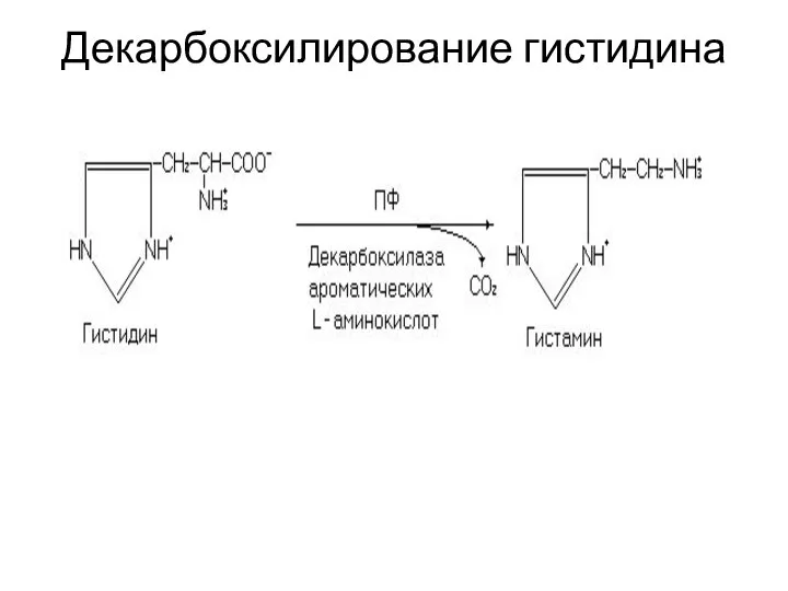 Декарбоксилирование гистидина