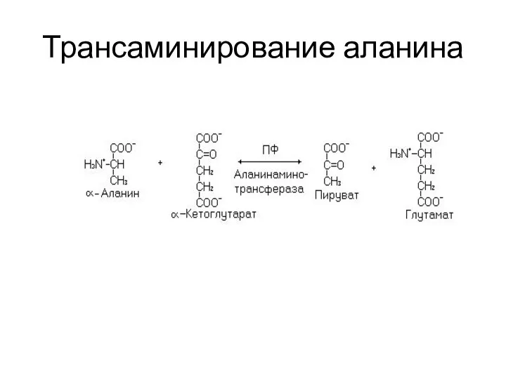 Трансаминирование аланина