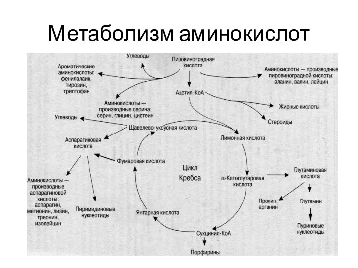 Метаболизм аминокислот