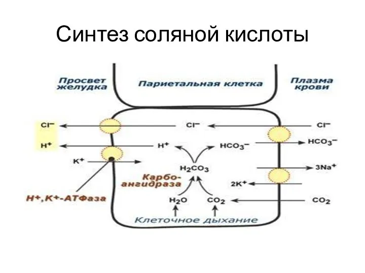 Синтез соляной кислоты