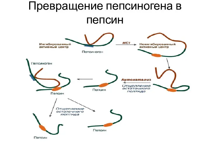 Превращение пепсиногена в пепсин