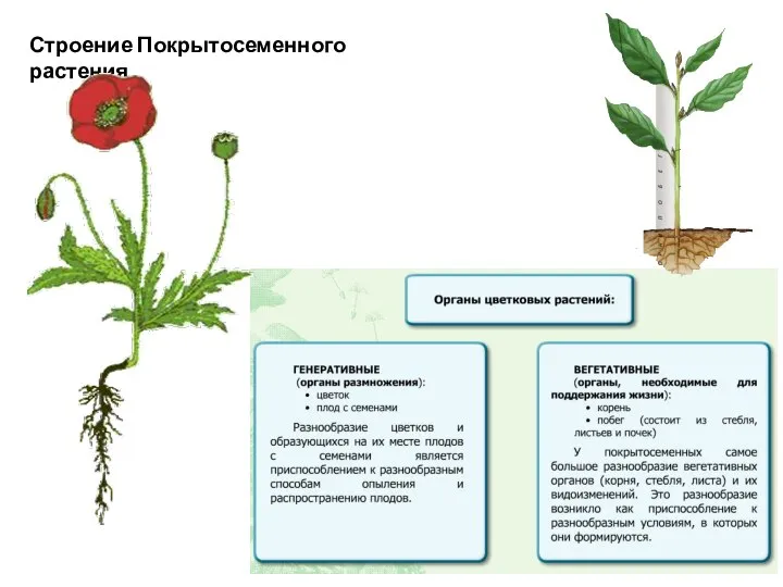 Строение Покрытосеменного растения