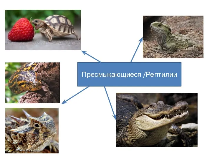 Пресмыкающиеся /Рептилии