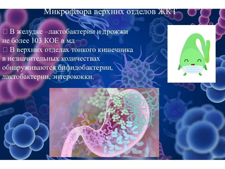 Микрофлора верхних отделов ЖКТ  В желудке –лактобактерии и дрожжи не