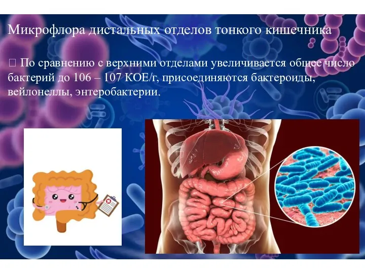 Микрофлора дистальных отделов тонкого кишечника  По сравнению с верхними отделами