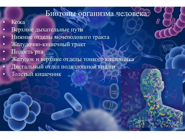 Биотопы организма человека: Кожа Верхние дыхательные пути Нижние отделы мочеполового тракта