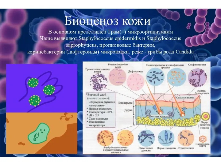 В основном представлен Грам(+) микроорганизмами Чаще выявляют Staphylococcus epidermidis и Staphylococcus