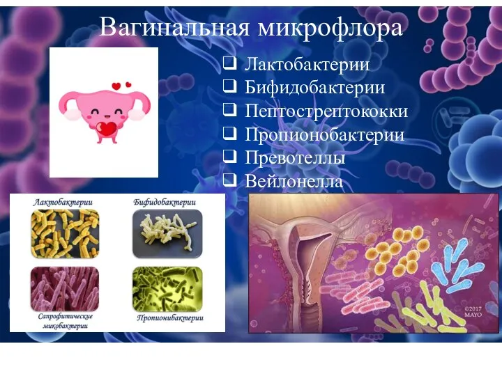 Вагинальная микрофлора ❑ Лактобактерии ❑ Бифидобактерии ❑ Пептострептококки ❑ Пропионобактерии ❑ Превотеллы ❑ Вейлонелла