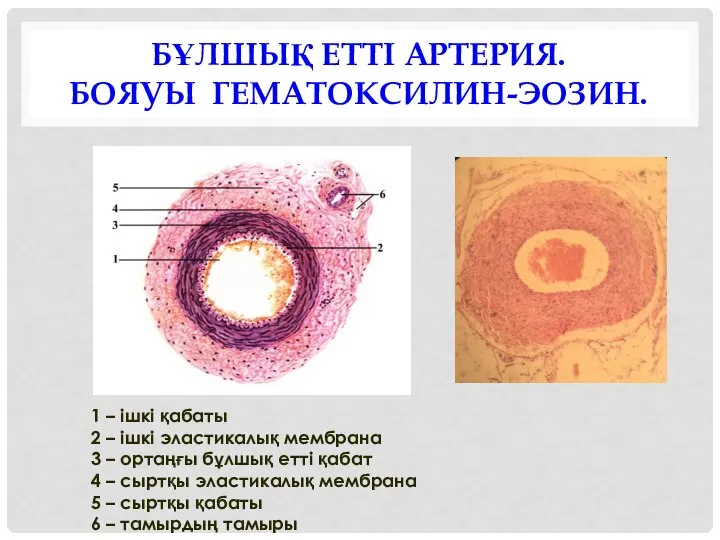 БҰЛШЫҚ ЕТТІ АРТЕРИЯ. БОЯУЫ ГЕМАТОКСИЛИН-ЭОЗИН. 1 – ішкі қабаты 2 –