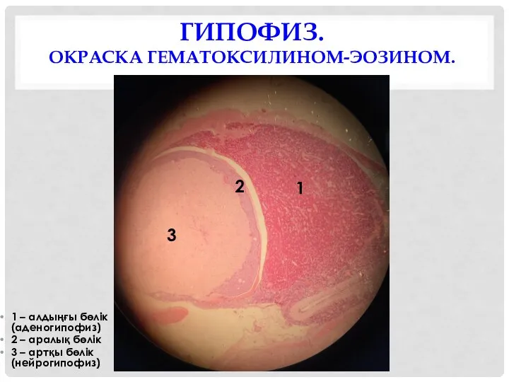 ГИПОФИЗ. ОКРАСКА ГЕМАТОКСИЛИНОМ-ЭОЗИНОМ. 1 – алдыңғы бөлік (аденогипофиз) 2 – аралық