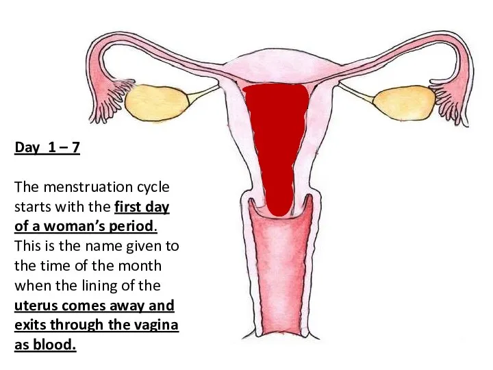 Day 1 – 7 The menstruation cycle starts with the first