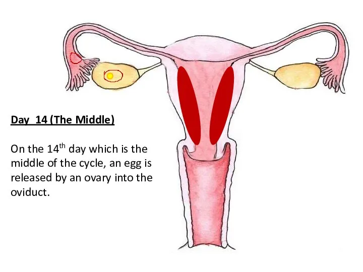 Day 14 (The Middle) On the 14th day which is the