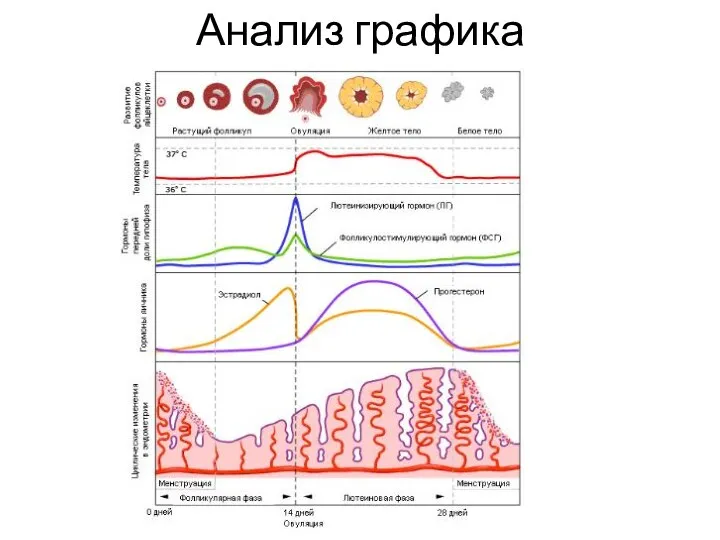 Анализ графика