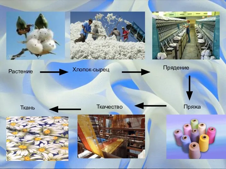 Растение Хлопок-сырец Прядение Пряжа Ткачество Ткань Хлопок