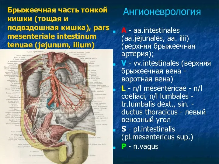 A - aa.intestinales (aa.jejunales, aa. ilii) (верхняя брыжеечная артерия); V -