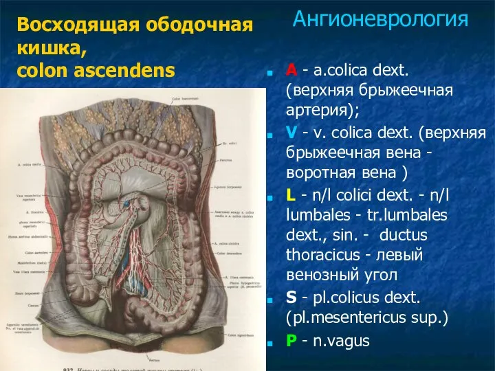A - a.colica dext. (верхняя брыжеечная артерия); V - v. colica