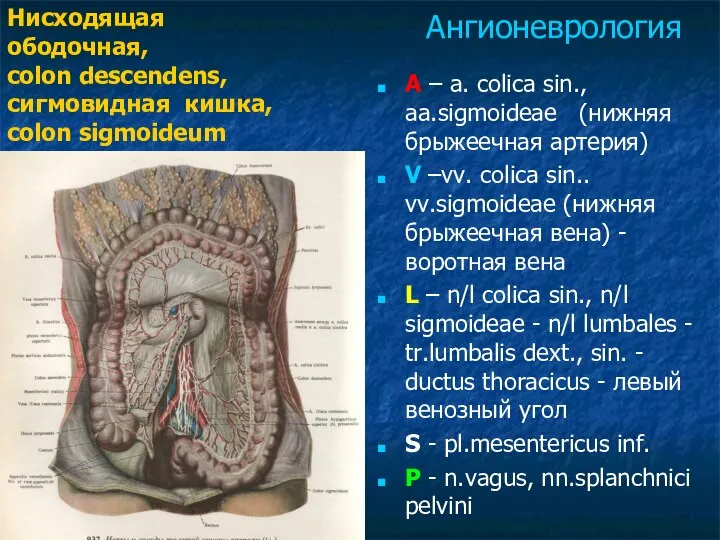 A – a. colica sin., aa.sigmoideae (нижняя брыжеечная артерия) V –vv.