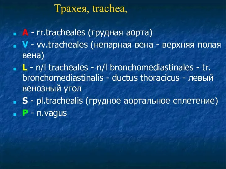 A - rr.tracheales (грудная аорта) V - vv.tracheales (непарная вена -