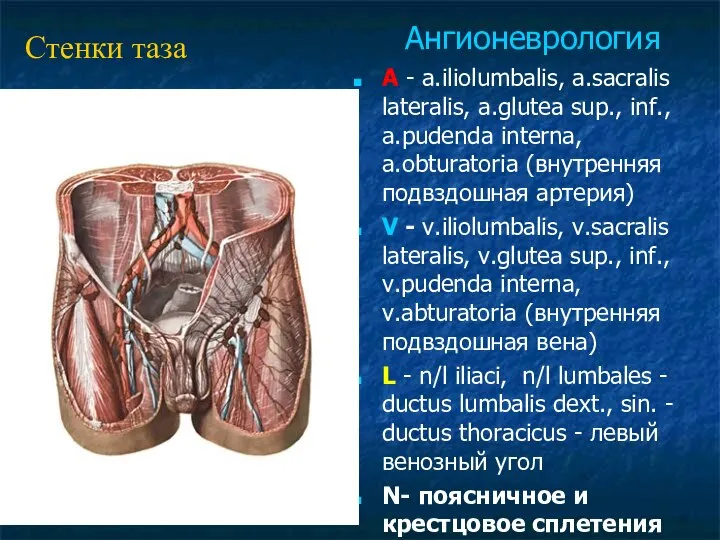 A - a.iliolumbalis, a.sacralis lateralis, a.glutea sup., inf., a.pudenda interna, a.obturatoria