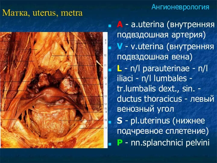 A - a.uterina (внутренняя подвздошная артерия) V - v.uterina (внутренняя подвздошная