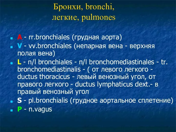 A - rr.bronchiales (грудная аорта) V - vv.bronchiales (непарная вена -