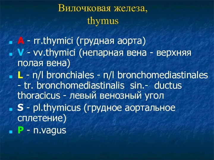 A - rr.thymici (грудная аорта) V - vv.thymici (непарная вена -