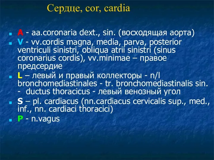 A - aa.coronaria dext., sin. (восходящая аорта) V - vv.cordis magna,