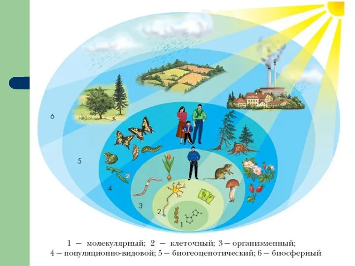 Уровни организации жизни: Молекулярный Клеточный Организменный Популяционно-видовой Биогеоценотический Биосферный