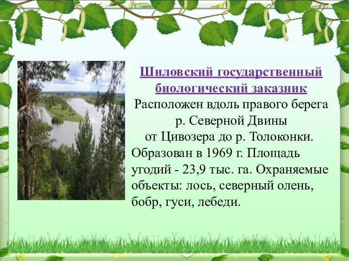 Шиловский государственный биологический заказник Расположен вдоль правого берега р. Северной Двины