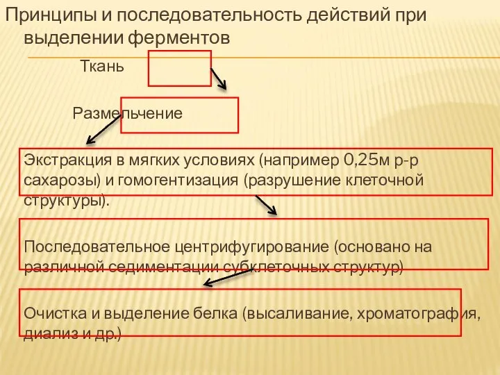 Принципы и последовательность действий при выделении ферментов Ткань Размельчение Экстракция в