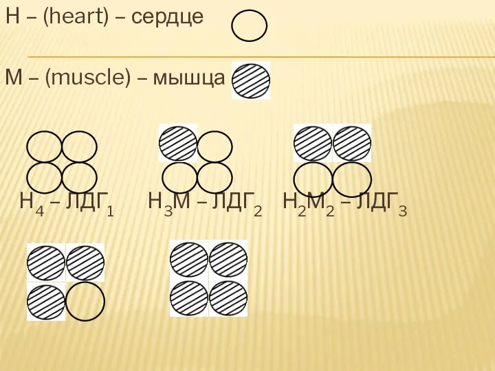 H – (heart) – сердце М – (muscle) – мышца H4