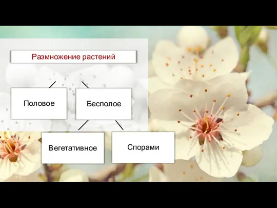 Размножение растений Половое Вегетативное Бесполое Спорами