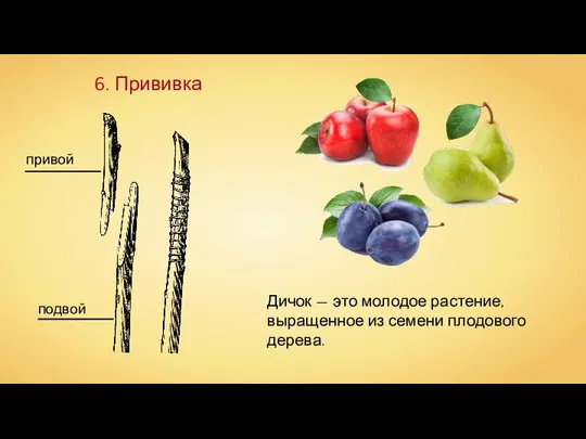 6. Прививка Дичок — это молодое растение, выращенное из семени плодового дерева.