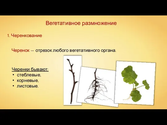 Черенок — отрезок любого вегетативного органа. Черенки бывают: стеблевые, корневые, листовые. Вегетативное размножение 1. Черенкование