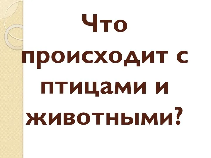 Что происходит с птицами и животными?