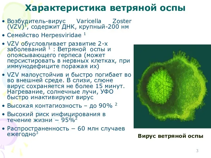 Характеристика ветряной оспы Возбудитель-вирус Varicella Zoster (VZV)1, содержит ДНК, крупный-200 нм