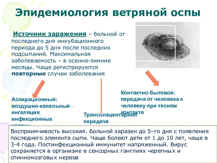 Эпидемиология ветряной оспы Источник заражения – больной от последнего дня инкубационного