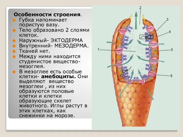 Особенности строения. Губка напоминает пористую вазу. Тело образовано 2 слоями клеток.