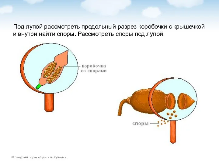 Под лупой рассмотреть продольный разрез коробочки с крышечкой и внутри найти споры. Рассмотреть споры под лупой.