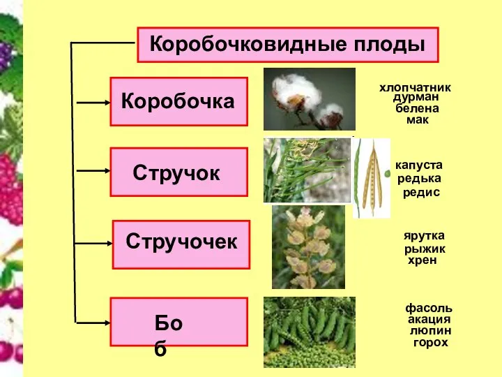 Коробочковидные плоды Коробочка Стручочек Стручок Боб дурман белена мак капуста редька