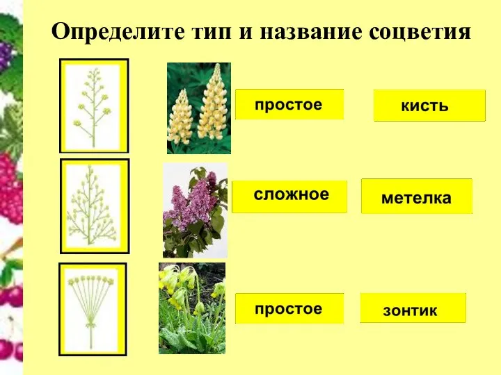 Определите тип и название соцветия