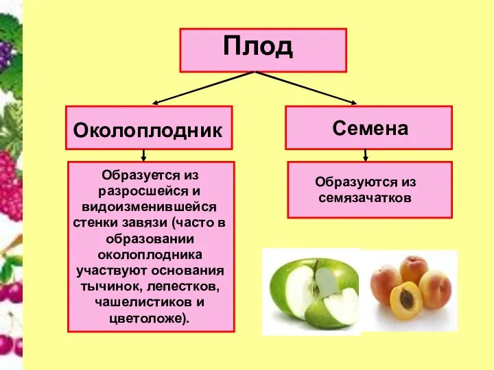 Плод Околоплодник Семена Образуется из разросшейся и видоизменившейся стенки завязи (часто