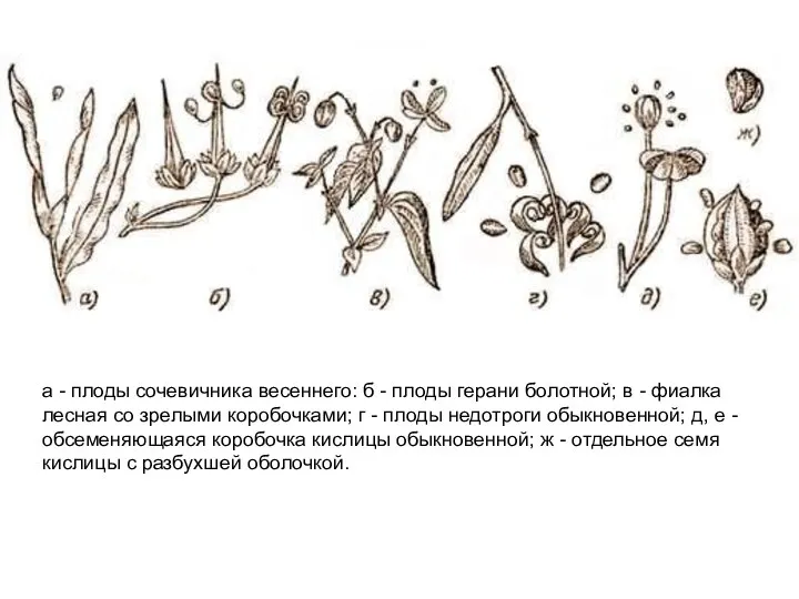 а - плоды сочевичника весеннего: б - плоды герани болотной; в