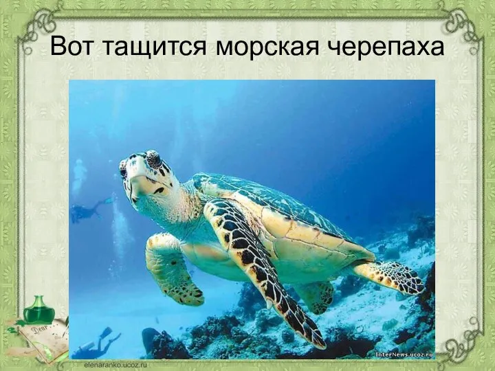 Вот тащится морская черепаха